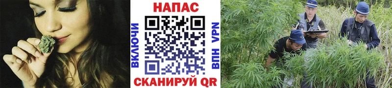 Канабис VHQ цены kraken рабочий сайт Разумное